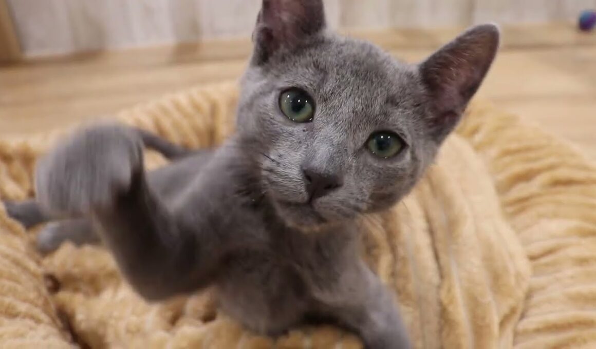 No.62283　ロシアンブルー