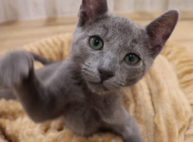 No.62283　ロシアンブルー