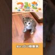 手のひらサイズの子猫つみき010。#shorts #子猫 #保護猫