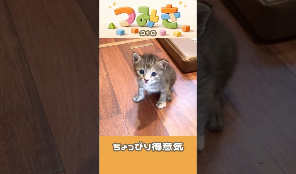 手のひらサイズの子猫つみき010。#shorts #子猫 #保護猫