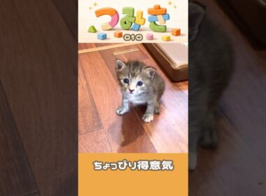 手のひらサイズの子猫つみき010。#shorts #子猫 #保護猫