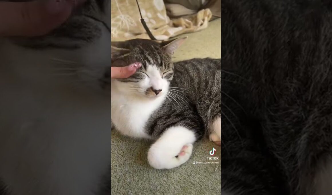 ねむいたーくん
