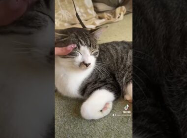 ねむいたーくん