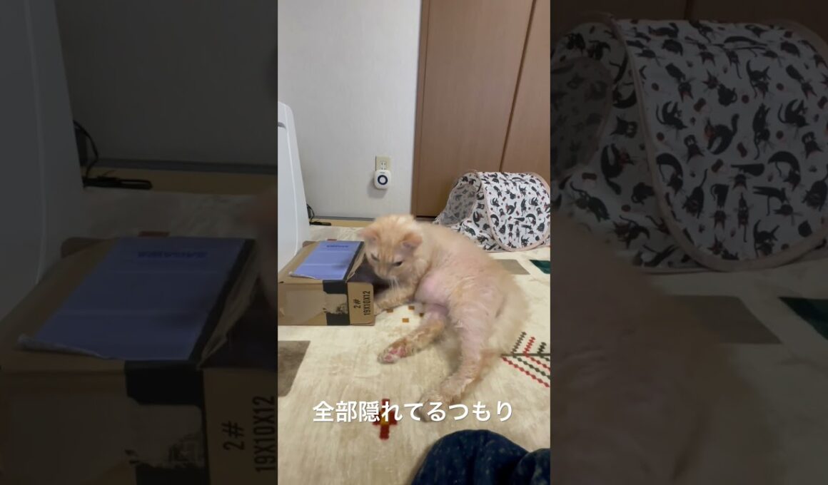 頭だけダンボールに突っ込んで隠れたつもりのラパちゃん〜頭隠して尻隠さず(ラパーマのラパちゃん)