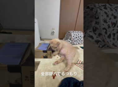 頭だけダンボールに突っ込んで隠れたつもりのラパちゃん〜頭隠して尻隠さず(ラパーマのラパちゃん)