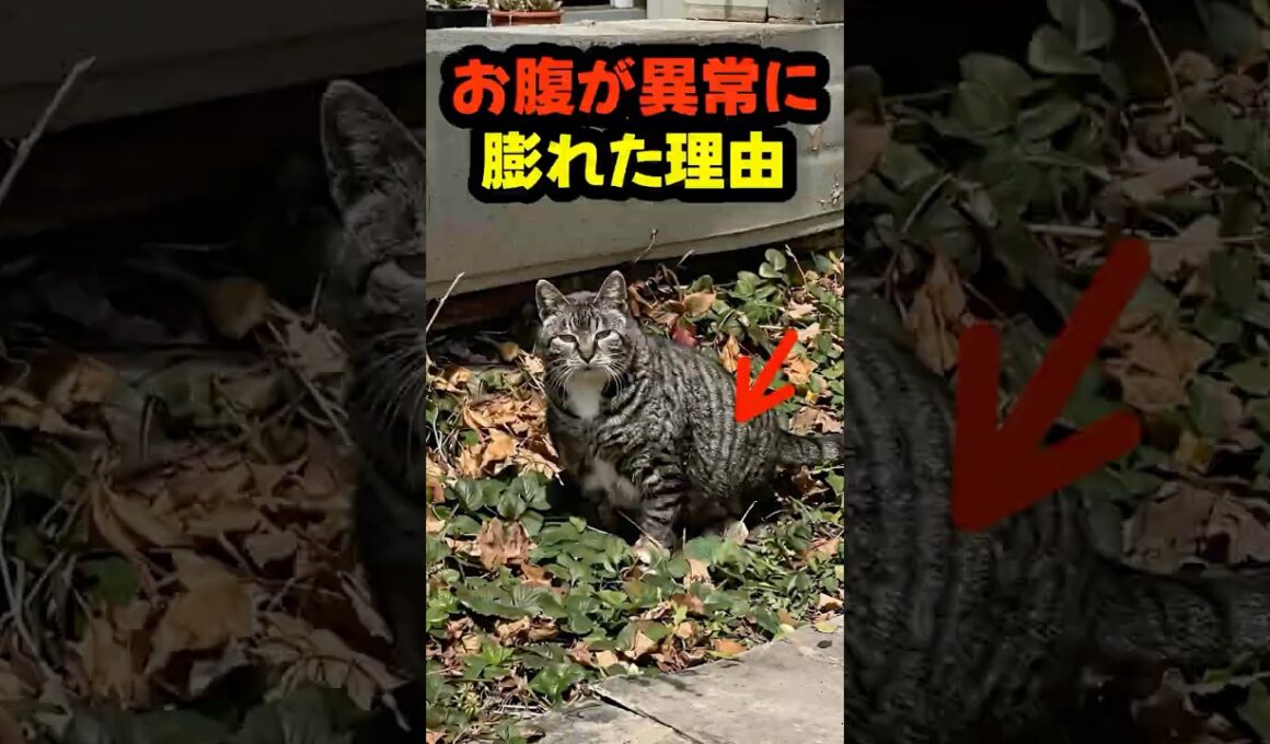 病気じゃなかった…お腹が異常に膨れた猫の“本当の理由” #猫 #感動 #動物の絆 #保護猫 #奇跡