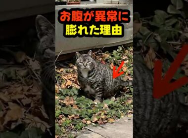 病気じゃなかった…お腹が異常に膨れた猫の“本当の理由” #猫 #感動 #動物の絆 #保護猫 #奇跡
