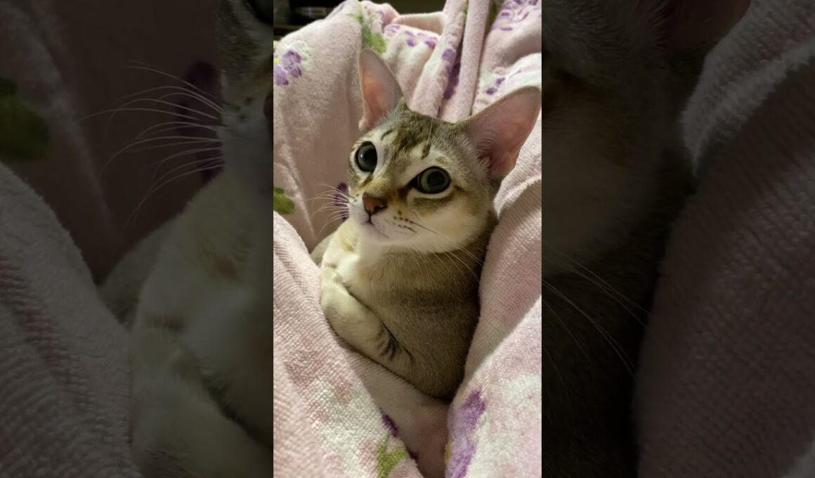 #singapura #cat #animals #ネコ #猫のいる暮らし #シンガプーラ