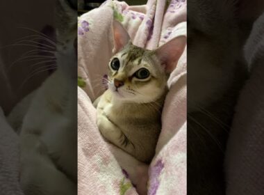 #singapura #cat #animals #ネコ #猫のいる暮らし #シンガプーラ