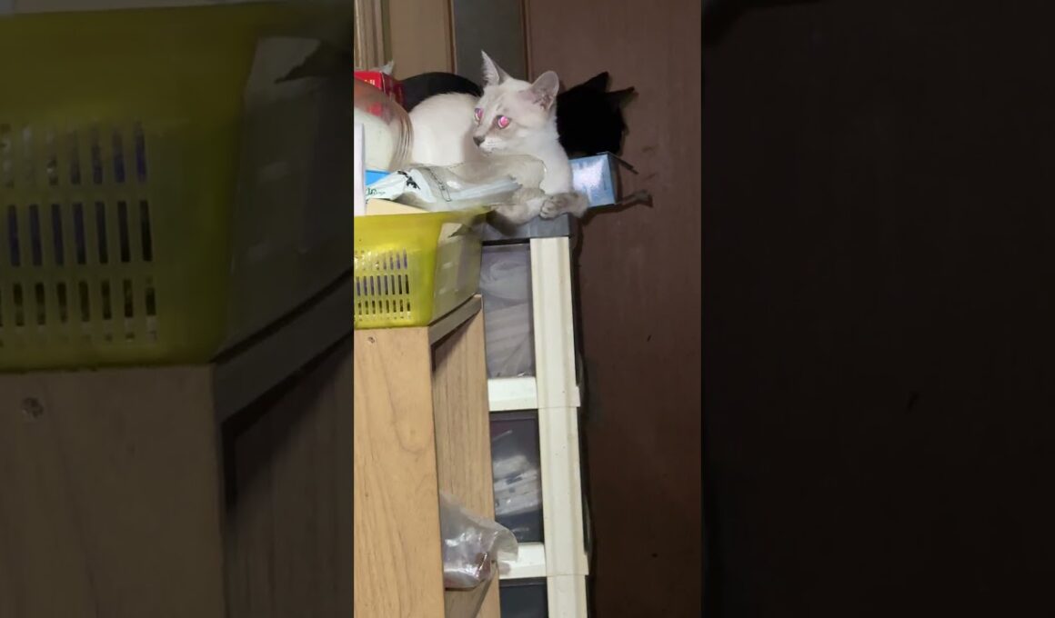 夜中、黒猫の黒夢、シャムの雫とパンダ。企んでて、怖いんですけど