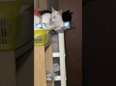 夜中、黒猫の黒夢、シャムの雫とパンダ。企んでて、怖いんですけど