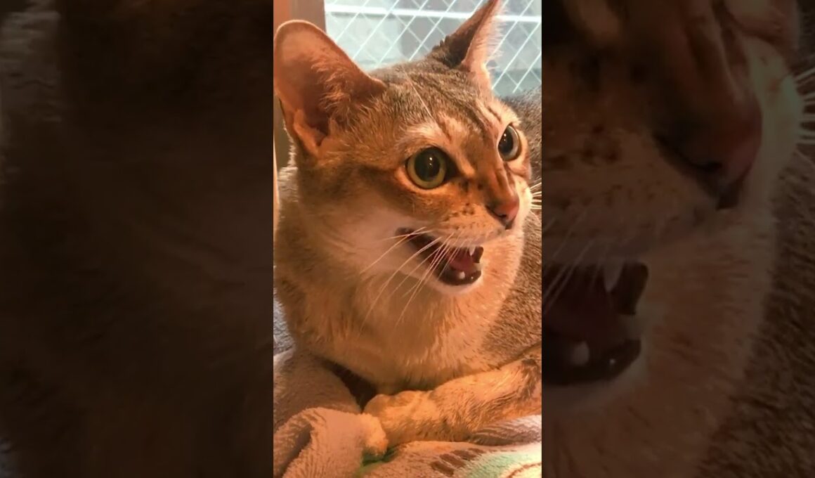 掃除機が気に入らなくて連続「しゃあ」するシンガプーラなのにゃ♪#cat #シンガプーラ#singapura