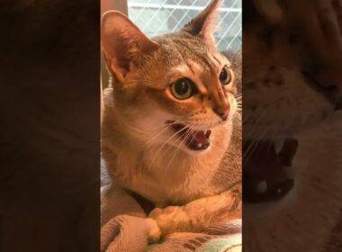 掃除機が気に入らなくて連続「しゃあ」するシンガプーラなのにゃ♪#cat #シンガプーラ#singapura