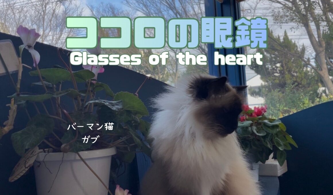 バーマン猫ガブとウリ【ココロの眼鏡】Glasses of the heart（バーマン猫）Birman/Cat