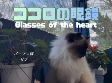 バーマン猫ガブとウリ【ココロの眼鏡】Glasses of the heart（バーマン猫）Birman/Cat