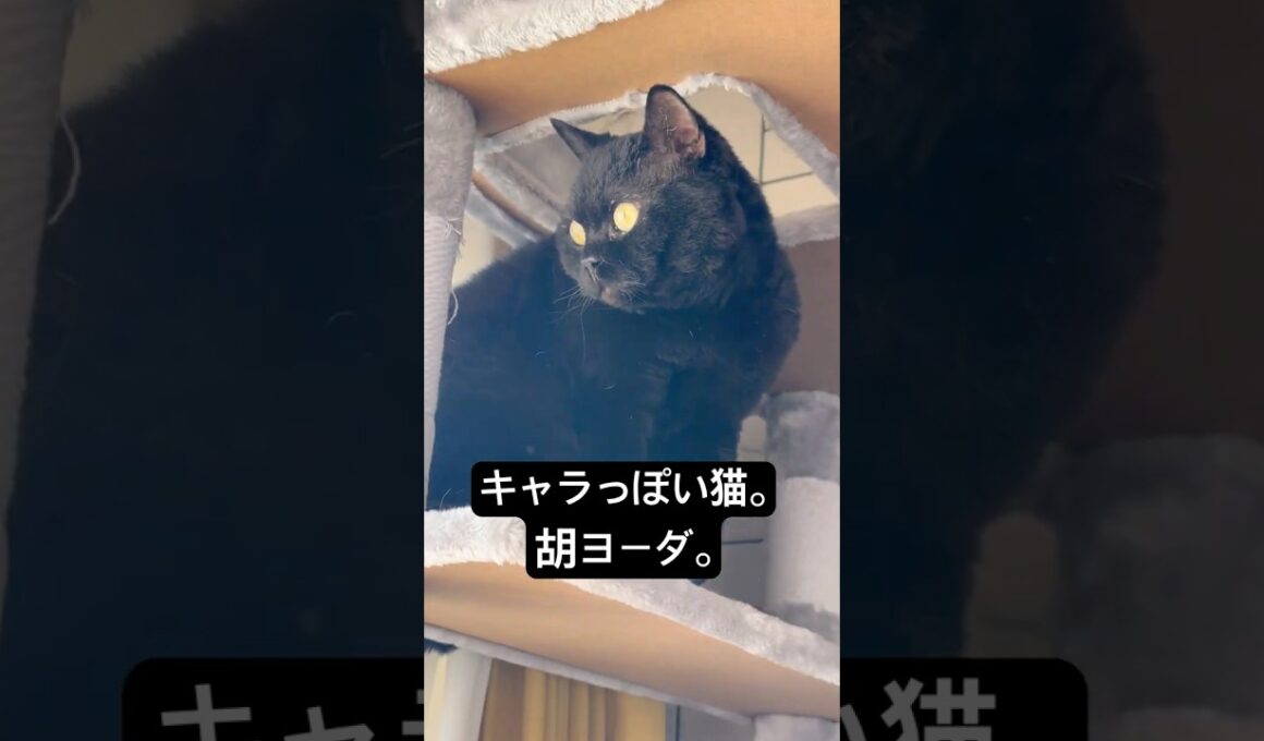 見た目が猫っぽくない胡。 #cat #猫のいる暮らし #セルカークレックス #ブリティッシュショートヘア