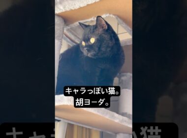 見た目が猫っぽくない胡。 #cat #猫のいる暮らし #セルカークレックス #ブリティッシュショートヘア