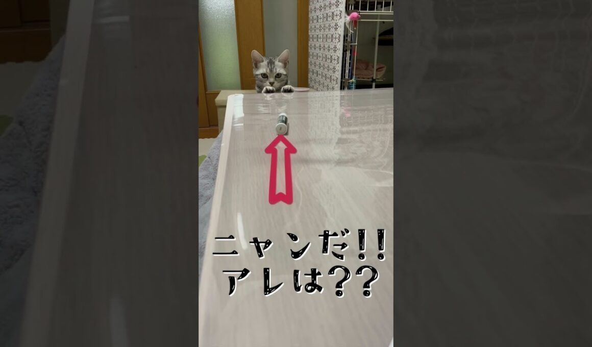 まだテーブルに乗れない子猫 #アメショ #アメリカンショートヘア  #cat  #猫 #子猫