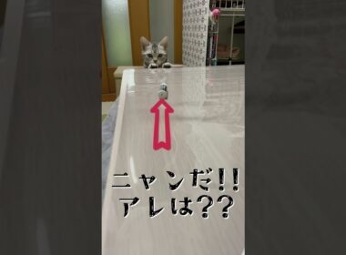 まだテーブルに乗れない子猫 #アメショ #アメリカンショートヘア  #cat  #猫 #子猫