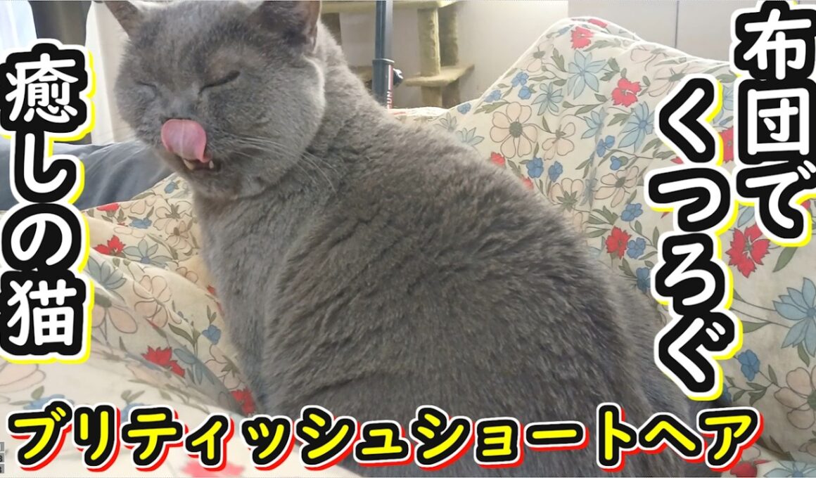 【ブリティッシュショートヘア】布団でくつろぐ猫に癒される動画【ねこのいる暮らし】