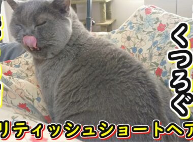 【ブリティッシュショートヘア】布団でくつろぐ猫に癒される動画【ねこのいる暮らし】