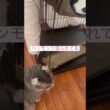 取られてるよ #ねこ動画 #アメリカンカール