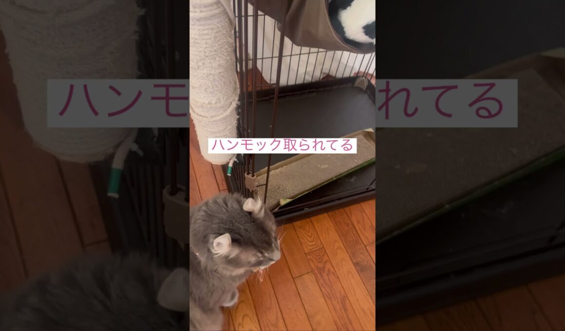 取られてるよ #ねこ動画 #アメリカンカール