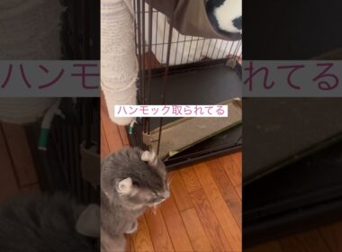 取られてるよ #ねこ動画 #アメリカンカール