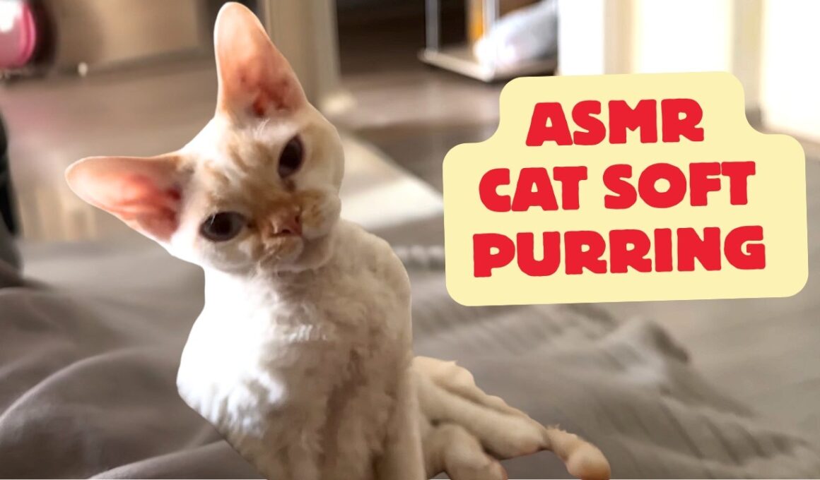 ASMR Cat Purring | 10 Minutes of Cornish Rex Sounds for Deep Sleep & Relaxation