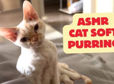 ASMR Cat Purring | 10 Minutes of Cornish Rex Sounds for Deep Sleep & Relaxation