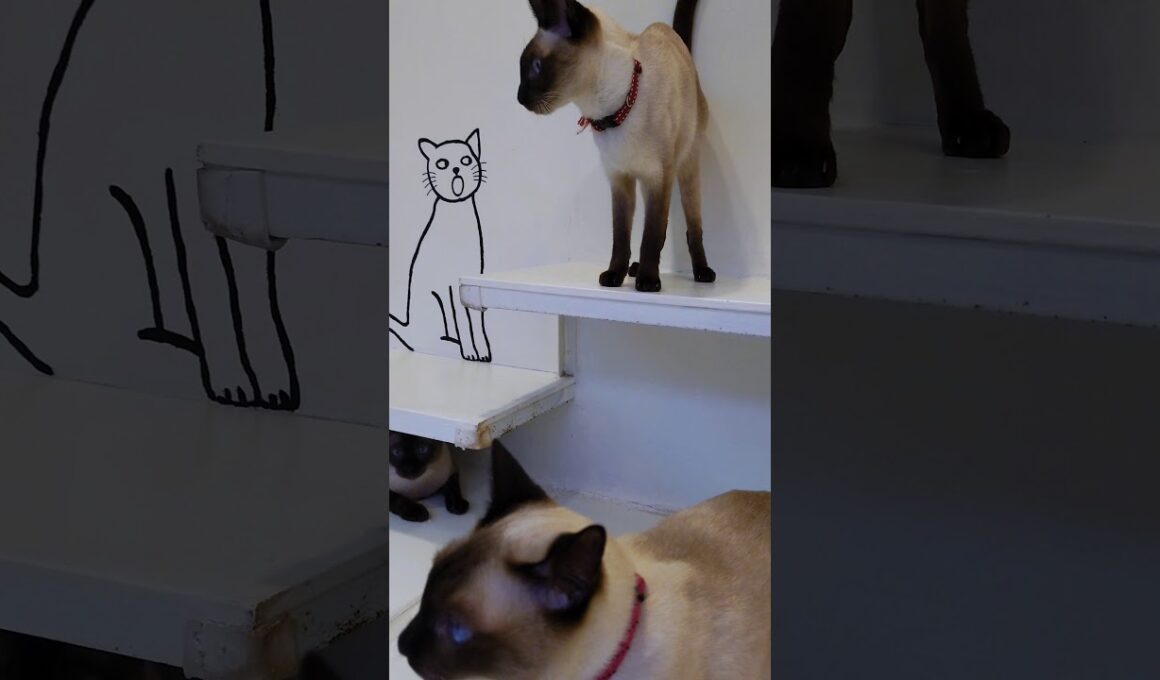 可愛すぎるシャム猫たち #Shorts