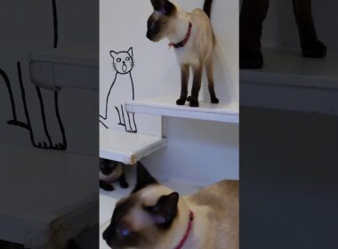 可愛すぎるシャム猫たち #Shorts