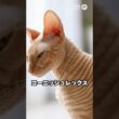 コーニッシュレックスの毛、波打ってる!?🐾✨ “レックス毛”の正体｜猫の雑学 #Shorts #猫のいる暮らし #cat #猫好きさんと繋がりたい #猫の雑学