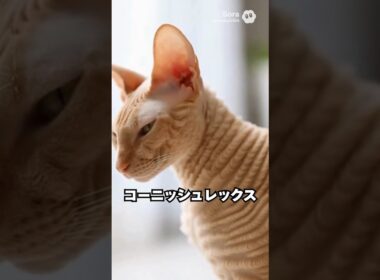 コーニッシュレックスの毛、波打ってる!?🐾✨ “レックス毛”の正体｜猫の雑学 #Shorts #猫のいる暮らし #cat #猫好きさんと繋がりたい #猫の雑学