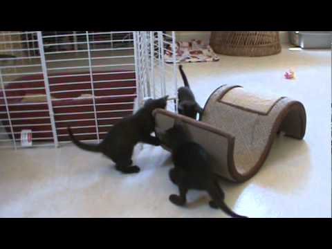 Havana Brown kittens 4-17-11