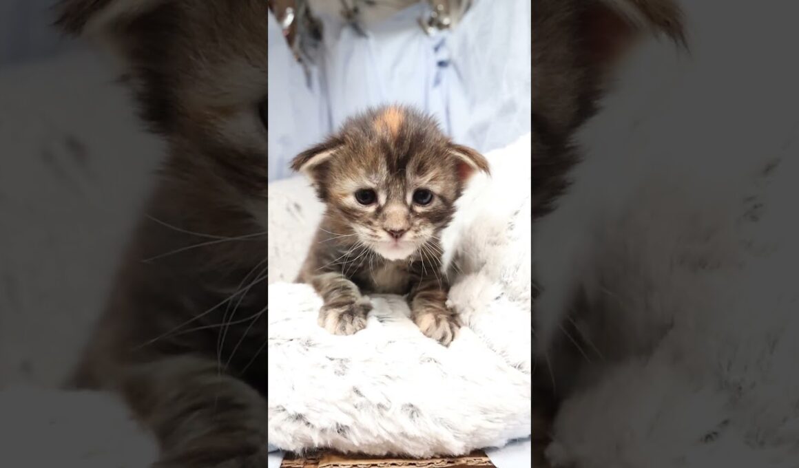 生後18日メインクーン赤ちゃんの愛奈ちゃん