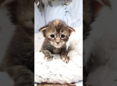 生後18日メインクーン赤ちゃんの愛奈ちゃん