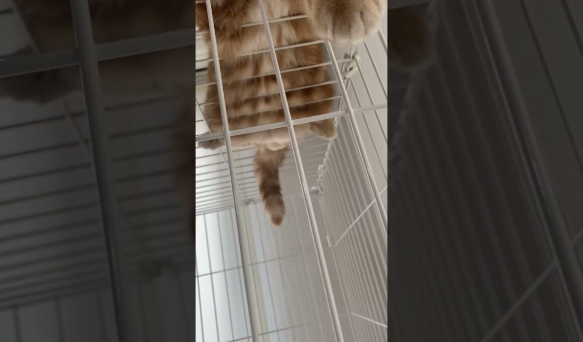 上から目線で申し訳にゃーす😼 #short #cat #munchkin #ねこ #マンチカン