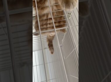 上から目線で申し訳にゃーす😼 #short #cat #munchkin #ねこ #マンチカン