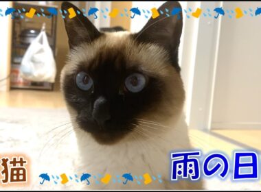 雨の日のシャム猫ふくさん【たぬき猫】