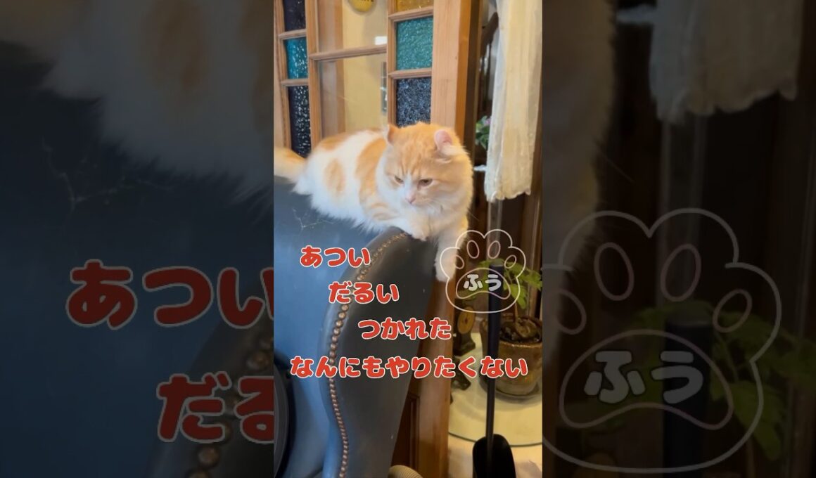 【キンカロー】ソファの背もたれ寝そべり毛玉【マンチカール】#猫 #キンカロー