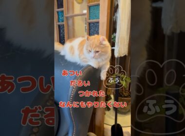 【キンカロー】ソファの背もたれ寝そべり毛玉【マンチカール】#猫 #キンカロー