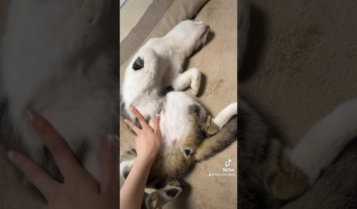 ぱっかーーーん