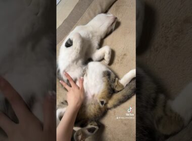 ぱっかーーーん