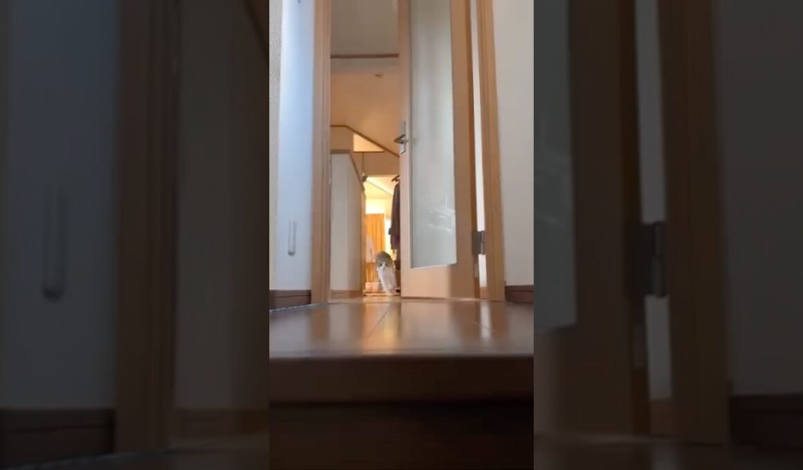 ママがお出かけに行こうとするとマッハでお見送りしてくれるスコ #スコティッシュフォールド #スコティッシュ子猫 #折れ耳 #ねこ