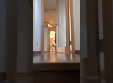 ママがお出かけに行こうとするとマッハでお見送りしてくれるスコ #スコティッシュフォールド #スコティッシュ子猫 #折れ耳 #ねこ