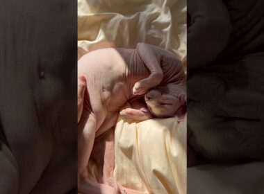 えぇエンジン積んでる猫アレクサンドラ【スフィンクス】