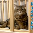 ベビーベッドを組み立てたら赤ちゃん気分の愛猫が早速使い始めました！
