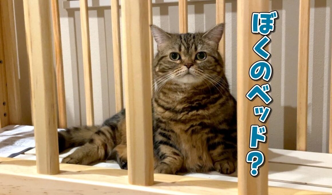 ベビーベッドを組み立てたら赤ちゃん気分の愛猫が早速使い始めました！