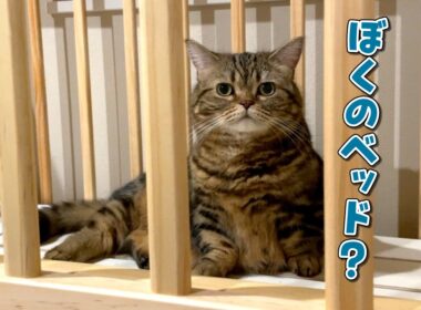 ベビーベッドを組み立てたら赤ちゃん気分の愛猫が早速使い始めました！